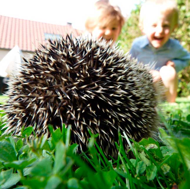Еж