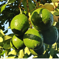 die Avocado