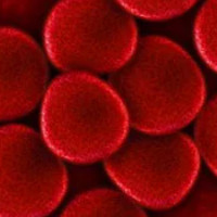 das Blut