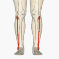 die Fibula