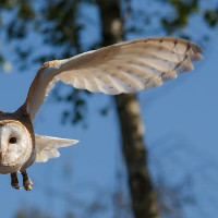 der Flügel