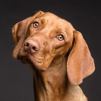 der Hund