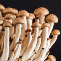 der Pilz