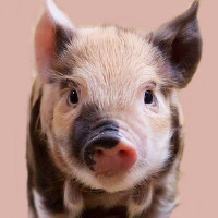 das Schwein