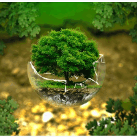 die Umwelt
