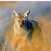 der Wiesenwolf