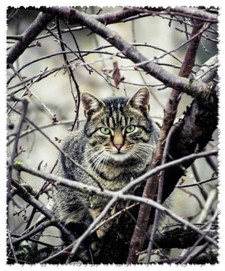 Кошка лезет на дерево (предлоги места)
