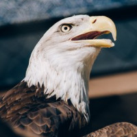 der Adler