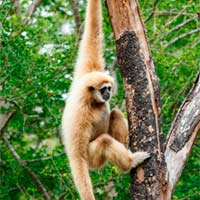 der Affe