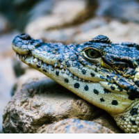 der Alligator