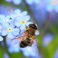 die Biene