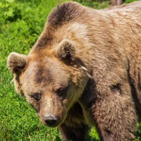 der Bär
