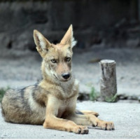 der Coyote