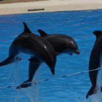 der Delphin