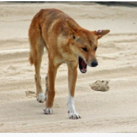 der Dingo