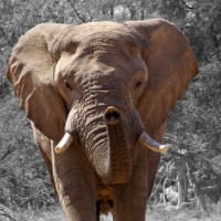 der Elefant