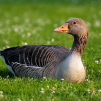 die Ente