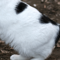 das Fell