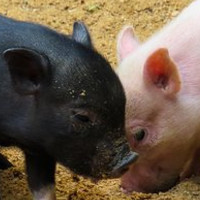 das Ferkel