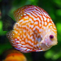 der Fisch