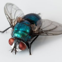 die Fliege