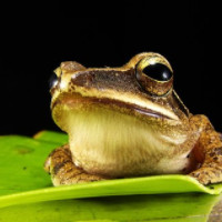 der Frosch