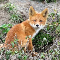 der Fuchs