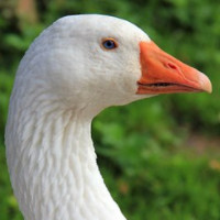 die Gans