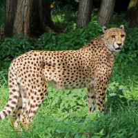 der Gepard