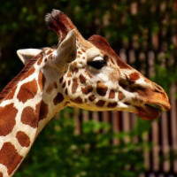 die Giraffe