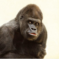 der Gorilla