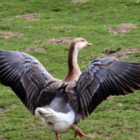 der Gänserich