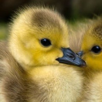 das Gänslein