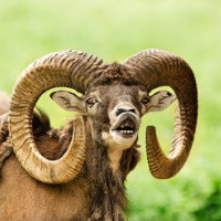 der Hammel