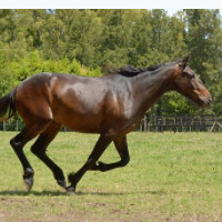 der Hengst