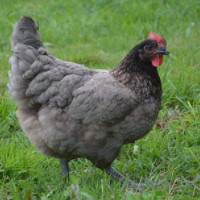das Hähnchen
