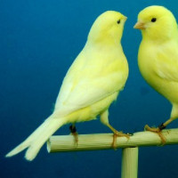 der Kanarienvogel