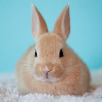 das Kaninchen