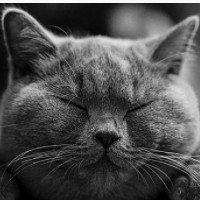 der Kater