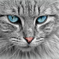 die Katze