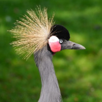 der Kranich