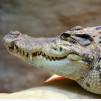 das Krokodil