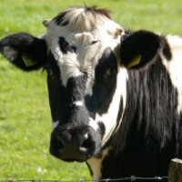 die Kuh