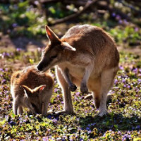 das Känguru