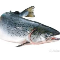 der Lachs