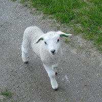 das Lamm