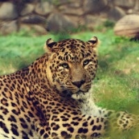 der Leopard