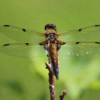 die Libelle