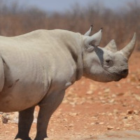 das Nashorn