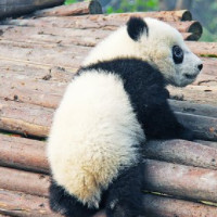 der Panda